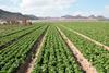 Deutschland: Lieferungen an Eissalat aus Spanien deutlich verringert