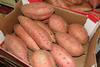 Peru: Süßkartoffel-Exporte überstiegen im ersten Quartal 759.000 US-Dollar