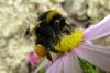 bumblebee