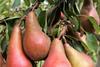 CIV Lucy Red pear