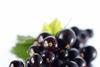 GEN blackcurrant