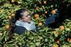 Aus Citrus - labour picking