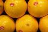 Florida_Grapefruit_Citrus_01.jpg
