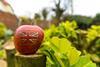 BAPL is monitoring supermarkets' progress in supporting British apples