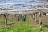 NZ Te Puke pruning workers Brian Scantlebury Dreamstime 159572820