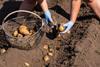 Generic harvesting potatoes by hand Adobe Stock