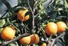 UK delivers on Spanish citrus