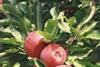 French fruit offers many competitive advantages