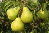 AustraliaPackhampears