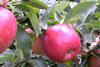Äpfel am Baum - Fruchthandel Magazin