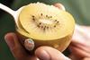 Zespri SunGold kiwifruit held