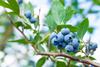 Blueberries growing on bush Adobe Stock