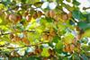 FR Haegeum Sofruileg kiwifruit