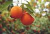 orange fruit tree citrus free use