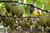 Neuseeland Kiwi Gold - Puketiro (6)