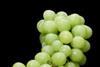 Favourable climatic conditions will mean an early harvest for seedless grape in Israel
