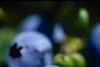Blueberry boom worries Argentina