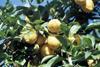 Energy crisis hits citrus