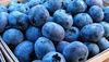 British blueberries strong at M&S