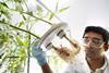 Bayer tomato plant testing