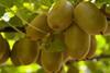 RSA Oscar Gold kiwifruit Primland
