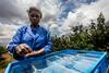 Blueberry harvesting in Zimbabwe Lucentlands Media