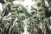 Jamaican bananas suffer at hands of Dennis