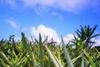 A novel approach to home food production
