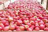Jazz apples