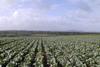 Brassica growers on the ropes