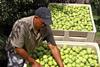 Fruitways pear harvest