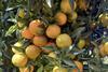 XLO clementine