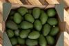 Montosa - Avocados