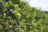 blaubeeren