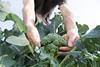 The BGA says the extreme weather is heaping more pressure on cash-strapped brassica growers