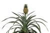 asda pineapple plant