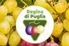 Regina di Puglia