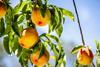 South African stonefruit