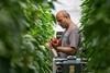 The new agreements will strengthen Sainsbury's supply resilience in greenhouse vegetables