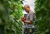 The new agreements will strengthen Sainsbury’s supply resilience in greenhouse vegetables