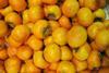 KR persimmons