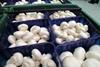 Mushroom companies in turmoil