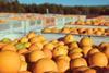 Sunraysia citrus