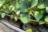Strawberries are developing well at Chambers in Kent