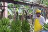 Bananen/Ecuador: Mittelmeerraum verzeichnet im ersten Halbjahr die stärksten Zuwächse