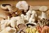 Magic returns to mushroom sector