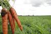 Organic_carrots produce world