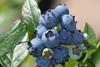 Gamorel blueberries