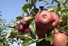 Niedersachsen: Frost dezimiert Apfelernte