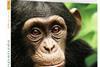 Compagnie FruitiÃ¨re Chimpanzee